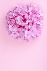 Layout from pink hydrangea flower on bright background
