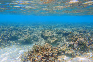 Underwater view of dead coral reefs and beautiful fishes. Snorkeling. Maldives, Indian ocean.	