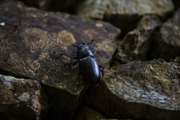 black beetle on top of stones