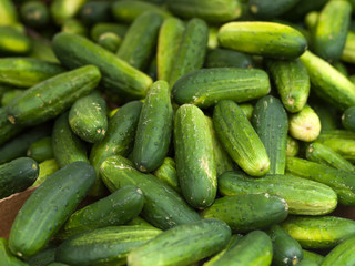 Fresh cucumbers kirby