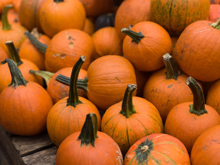 Orange halloween pumpkins