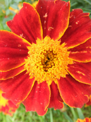 red marigold illustration