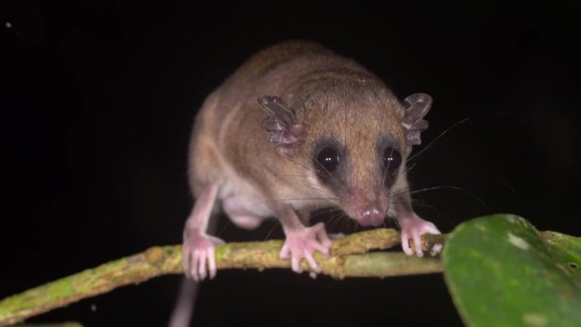A tiny Mouse Opossum (Marmosa sp.) on the branch of a shrub in the rainforest in the Ecuadorian Amazon at night.