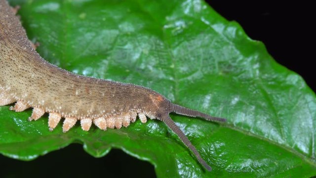 Peripatus or Velvet Worm crawling on a leaf in the rainforest understory at night, Ecuador. Peripatus are very rare and are often considered as a "missing link" between annelids and arthropods.