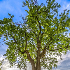 Fototapeta premium Crown of a flourishing tree against sky and clouds
