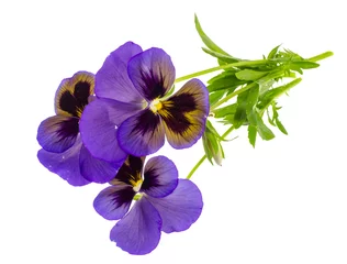Papier Peint photo Lavable Pansies Viola tricolore var. hortensis sur fond blanc