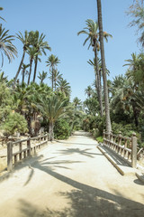 Fototapeta na wymiar dirt road in El palmeral park