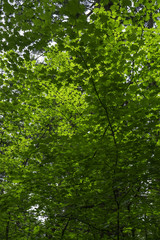 Fototapeta na wymiar Bright green tree leaves against sky nature 