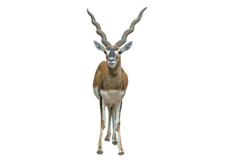 blackbuck antilope isolated on white background
