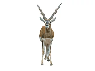 Wall murals Antelope blackbuck antilope isolated on white background
