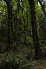 Moss covered trees in rain forest landscape 
