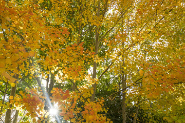 Golden Autumn leaves in Mount Macedon near Melbourne Victoria, Australia