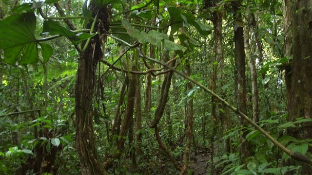 Tilt up to a Philodendron vine growing in a tangle of lianas overhanging a path leading into pristine tropical rainforest in the Ecuadorian Amazon.