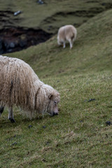 Fototapeta premium faeroe fields sheep