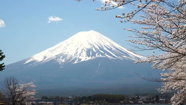 富士山と満開の桜・河口湖