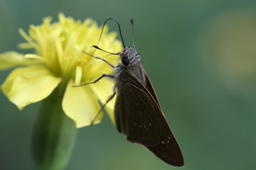 Butterfly and marigold, close up