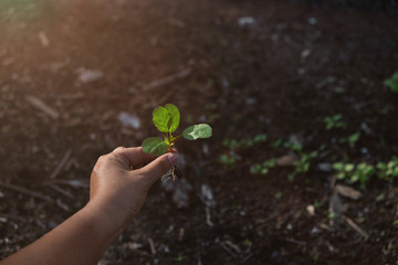 Hands clutching clay and seedlings