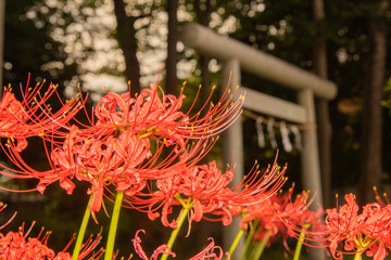 彼岸花と鳥居