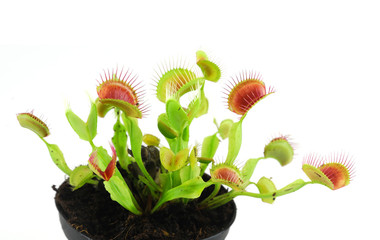 close up on venus flytrap isolated on white background - obrazy, fototapety, plakaty