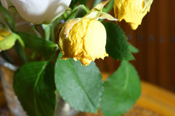 drying yellow rose
