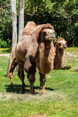 Bactrian Camels Grazing