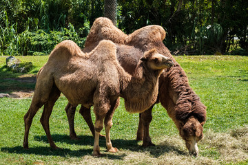 Bactrian Camels Grazing