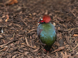 Male roul-roul partridge. A spectacular maroon crest and a glossy black plumage.