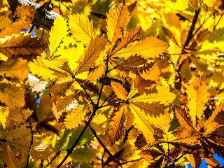 It is a scenic autumn landscape.  I shot at Oze in Japan's national park. It is colorful autumn leaves.