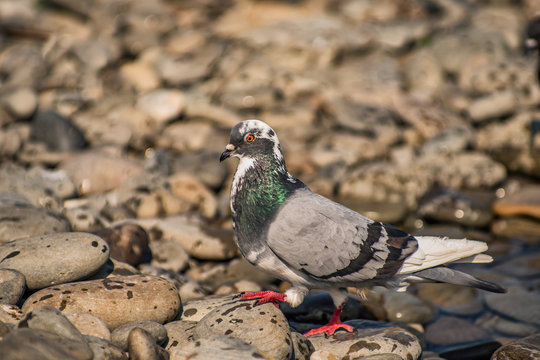 Beautiful pigeon on the stone sea shore.