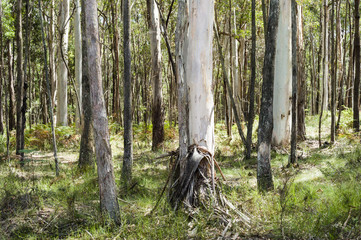 Tree trunks in Australian forest near Melbourne, Victoria, Australia