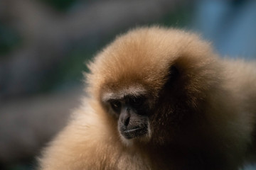 White Handed Gibbon