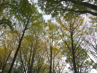 秋模様･紅葉の森