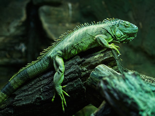 Close-up of a resting orange colored male green iguana