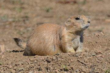 Naklejka na ściany i meble Alert Black-tailed prairie dog or Cynomys ludovicianus watching at top of burrow hole in dirt field