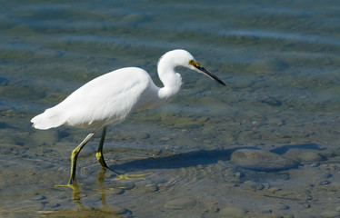Obraz premium Snowy egret or Egretta thula wading through shallow edge of lake looking for fish