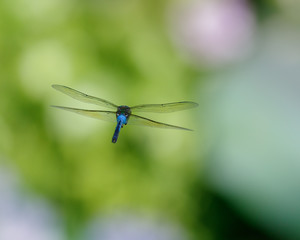 Dragonfly in flight