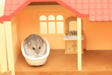 ハムスターのお風呂