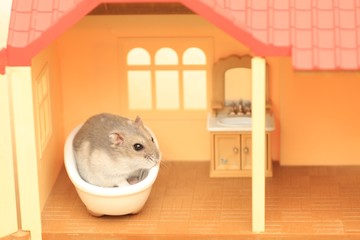 ハムスターのお家