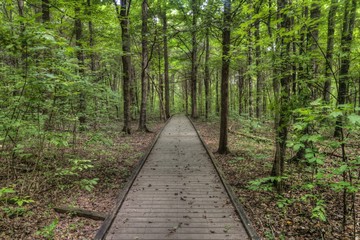 Obraz premium Above Ground Forest of Mammoth Cave National Park