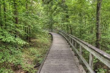 Above Ground Forest of Mammoth Cave National Park