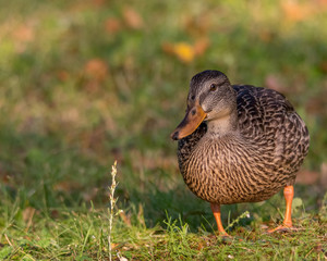 Sunset on a Mallard Duck, Lamarche, Quebec, Canada