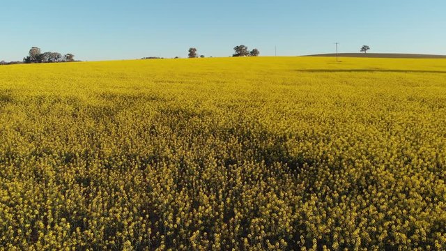 Slow flyover of Canola crop field agriculture Australia Aerial footage