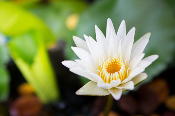 beautiful white lotus bloom