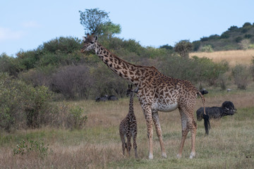 Naklejka na ściany i meble Child of giraffe in Masai Mara, Kenya.