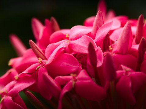 Pink Flower Macro © Johann