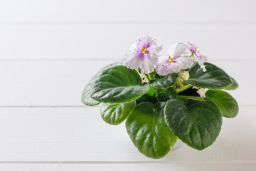 Violet with blooming flowers on a white wooden rustic table.