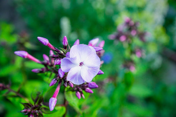 Phlox in the garden. Shallow depth of field.