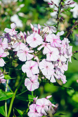 Phlox in the garden. Shallow depth of field.