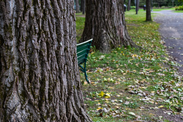 Trees lined-up on a park