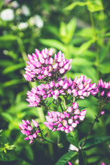 Fototapeta premium Phlox in the garden. Shallow depth of field.